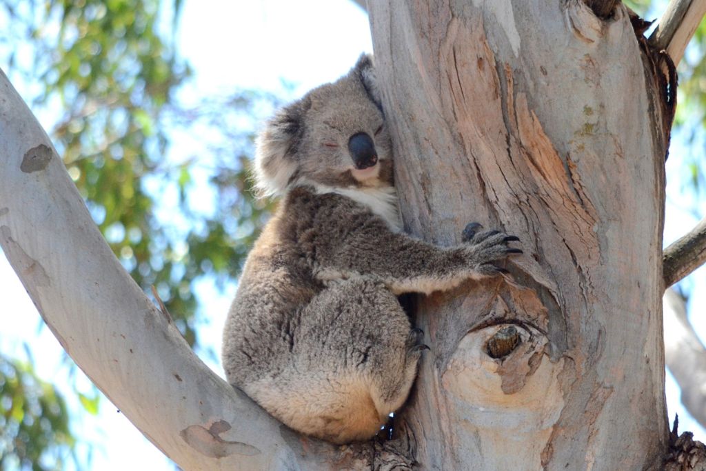 10 Interesting Facts You Didn T Know About Koalas Aussievibes