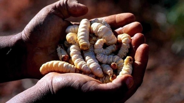 Guide to Australian Bush Tucker: 10 Ingredients Used in Traditional ...